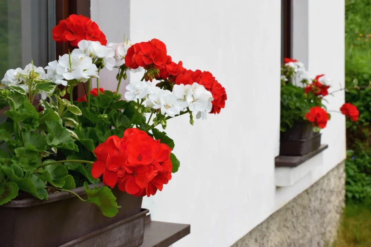 Jakie kwiaty na parapet zewnętrzny sprawią, że Twój balkon ożyje?