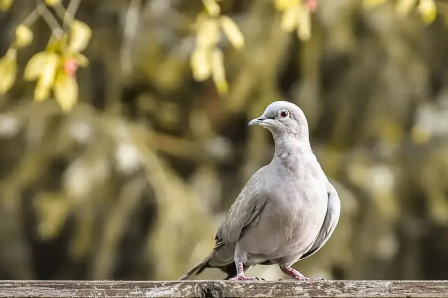 Co oznacza gołąb na parapecie - zaskakujące symbole i znaczenia