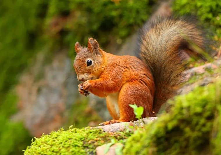 Dowiedz się czym karmić wiewiórki w Łazienkach - kompletny poradnik 2024
